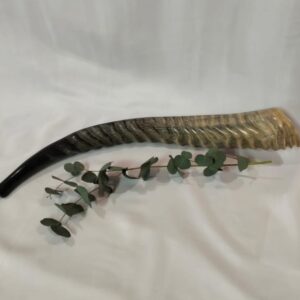 Waterbok Horn