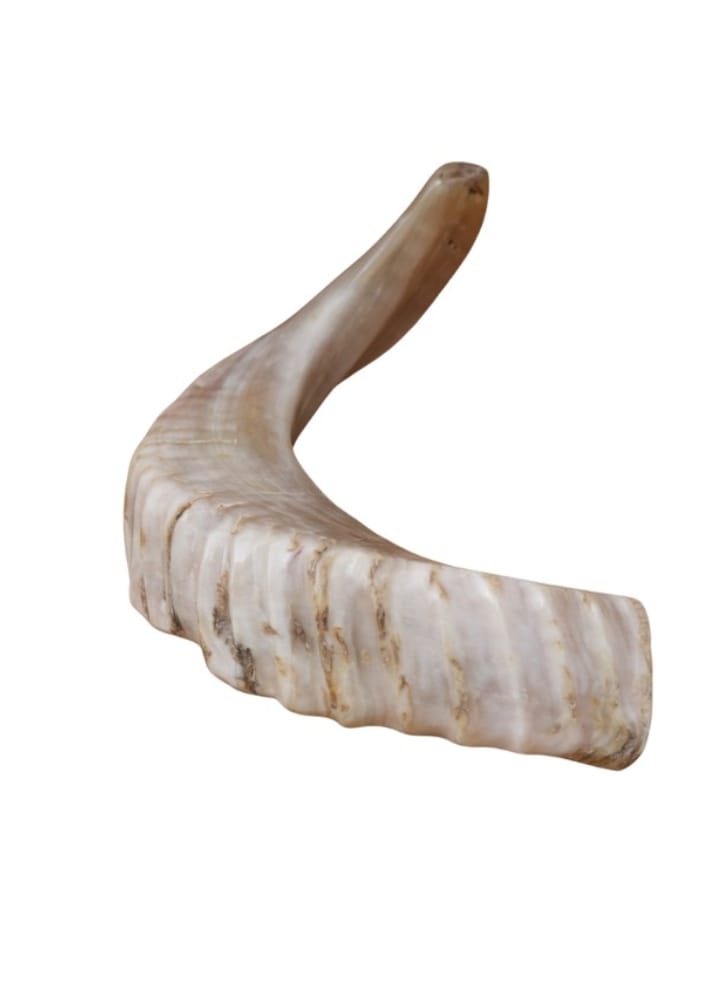 Ramshorn Medium (23 cm long)